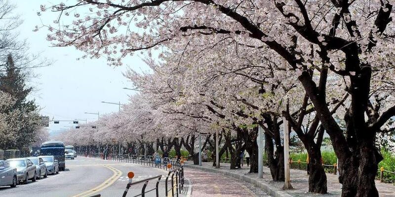 Mùa Xuân Hàn Quốc