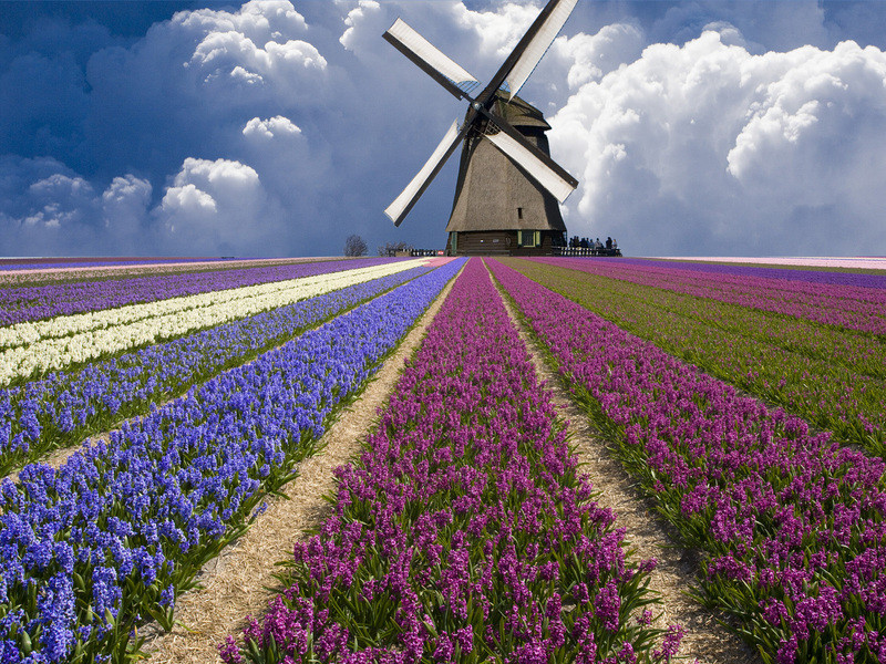 Cánh đồng hoa tulip – du lịch Hà Lan