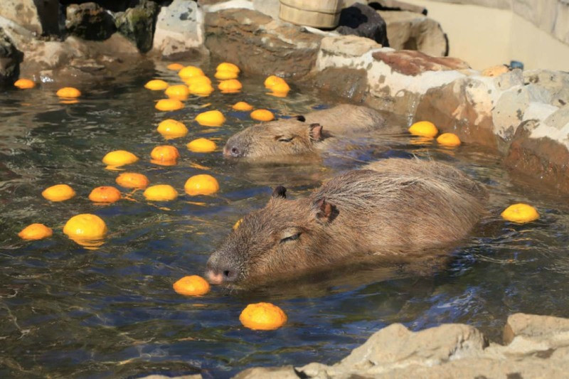 Capybara là loài chuột có nguồn gốc từ rừng nhiệt đới Amazon, Nam Mỹ