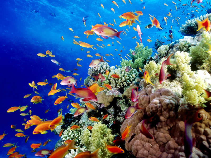 Vẻ đẹp của các loài động vật sống dưới biển