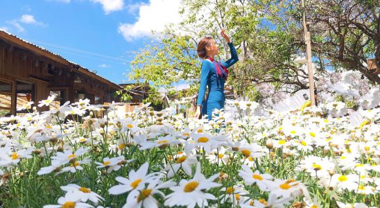 Vẻ đẹp của hoa cúc họa mi Đà Lạt